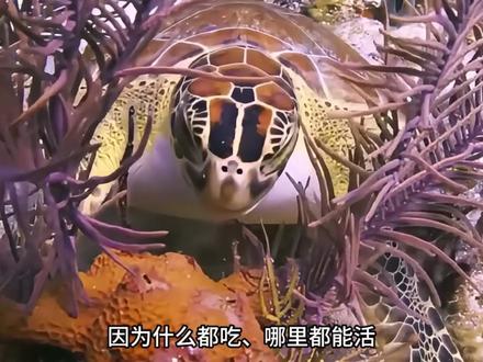 你以为鲸鱼很恐怖?四亿年前的海洋里,鲸鱼连当食物的资格都没有 #神奇动物在抖音 #科普 #知识前沿派对