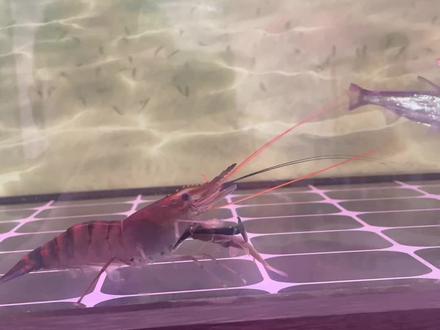 #观赏鱼 #罗氏沼虾 大鱼吃虾,虾吃小鱼,小鱼哭唧唧🥹