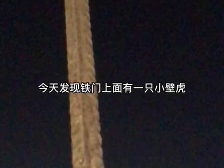 #国潮国货国吉祥 @贵州省仁怀市茅台镇黔国酒业有限公司壁虎到底能不能跳?壁虎的尿有毒吗?#爬行动物 #知识先锋计划 #创作灵感 #求高手鉴定