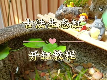 开缸一个月状态,把我开缸的方法一分钟教会你!#古法养鱼 #爱生活爱养花 #小院改造#养鱼日记 #露台花园