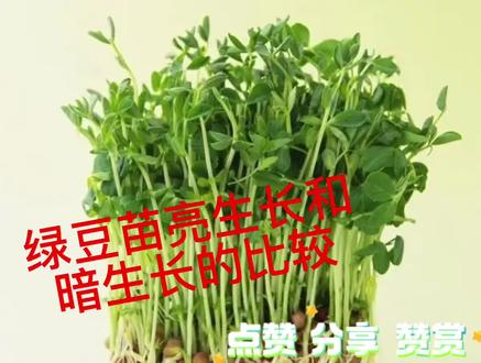 #小学科学 #万物生长 小学科学五年级下册《绿豆苗的生长》探究视频