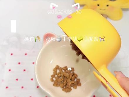 从一个多月到四个月 嘟嘟也是长大到换粮的时间啦#萌宠出道计划 #新手养猫 #猫咪换粮 #养猫日常 #小奶猫的成长日记