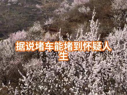 推荐北京春季“免费”赏花好去处 #赏花好去处 #崔村西峪橡树谷 #昌平赏花 #北京春季赏花攻略 #京郊赏花