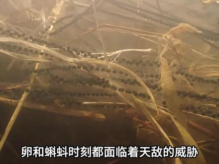 负子蟾的极端育儿方式! #动物世界 #负子蟾