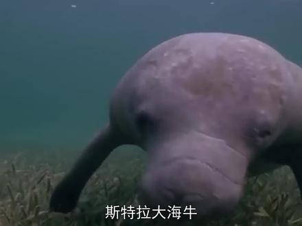 世界上最凄惨的生物,从发现到灭亡仅用27年,只因它太好吃了! #海牛 #动物科普 #科普一下