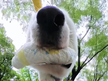 再也不许说我们肉包是笨蛋了! #萨摩耶 #万物可爱计划 #户外出游录 #萨摩耶肉包 #九块九秒杀省钱攻略