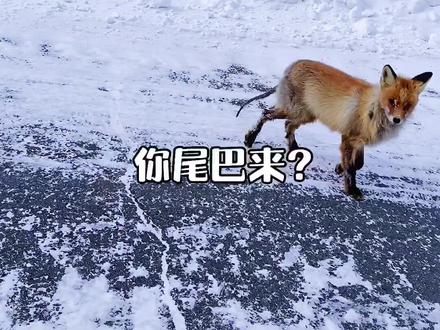 不要再投喂禾木的小狐狸了,你的好意可能会对它造成伤害。