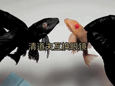 撒旦是我教过最差的学生#清道夫 #清道夫奇葩试验