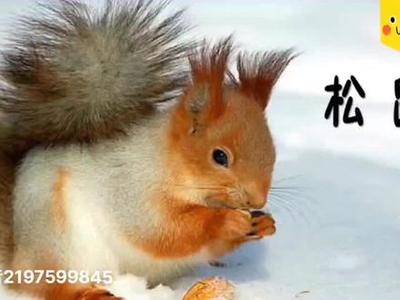 五年级上册语文·看动画学课文17.松鼠@DOU+小助手#小学语文五年级上册#小学五年级语文 #看动画学语文