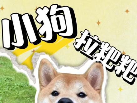 小狗拉粑粑前转圈圈你知道为什么吗?#养狗经验分享 #养狗冷知识#养狗科普#养狗必看