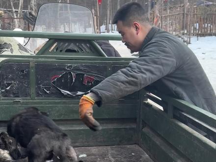 欢迎北美灰入绺!#狗 #北美灰狼 #大山里的生活