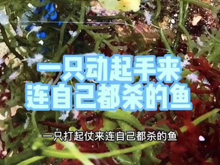 #小七歌 一只打架不要命的鱼。箱豚鱼木瓜,统称二哈。