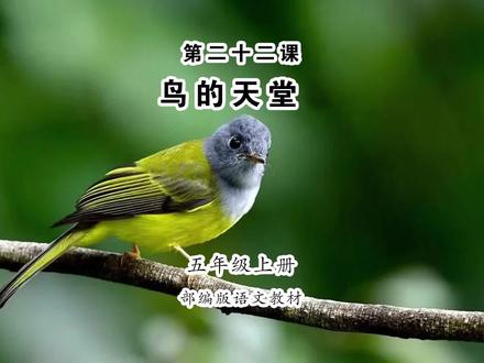 《鸟的天堂》小学语文五年级上册课文朗读 #读书 #巴金