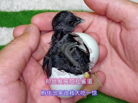 粉丝给发来的孔雀蛋,希望这次是真的#宠物 #萌宠 #宠物达人创作营 #神奇动物在抖音 #原创视频