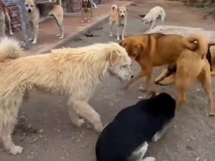 查理狗王的逆袭#狗王之争 #下司犬