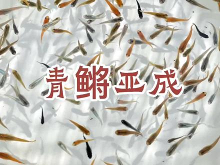 观背青鳉亚成