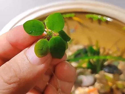 光照好的情况下还能分株繁殖,担心养不好水草的鱼友可以试试这个圆心萍#养鱼日记 #古法养鱼 #生态缸 #鱼缸里的大自然 #原生造景 @DOU+小助手 @抖音小助手