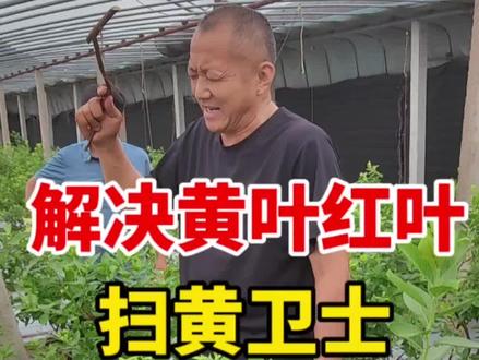 蓝莓黄叶如何解决?扫黄卫士一招治黄,专治各种蓝莓黄叶红叶白叶,蓝莓专用肥提供。#蓝莓黄叶 #蓝莓黄叶红叶怎么治理 #蓝莓黄叶治理快速变绿 #蓝莓种植 #蓝莓黄叶快速解决