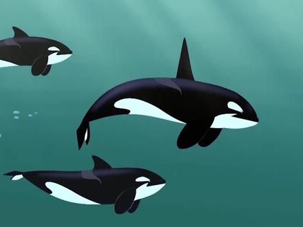 今日的小知识,其实虎鲸是属于海豚的一种哦!#萌知计划 #暑假充电计划 #科普知识 @抖音青少年