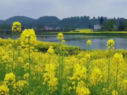 油菜花怎么画好看? 水彩风景画油菜花技法表现#水彩 #水彩风景画 #水彩风景 #零基础学画画 #油菜花