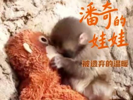 小猴子……潘奇,从孤独到最后的治愈……#动物#动物零距离 #猴子
