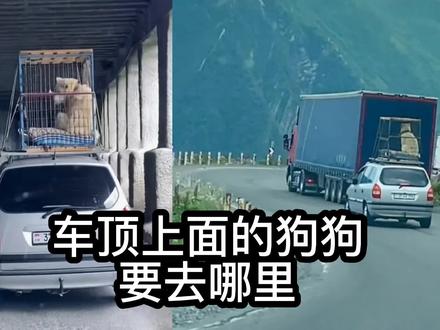 鉴定一下网络热门视频,车顶上面的狗狗要去哪里?#地球百科君 #科普 #位置定位 #狗狗