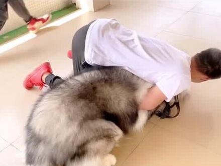 100斤的阿拉斯加咬人纠正,如果有一秒犹豫了,结果都是不一样了!#训犬 #阿拉斯加