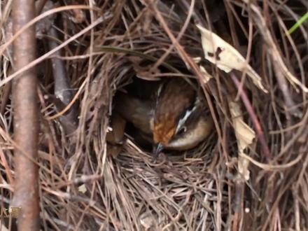 杜鹃鸟失败了,蓝色的杜鹃鸟蛋被鸟妈妈啄烂了,扔出了鸟窝