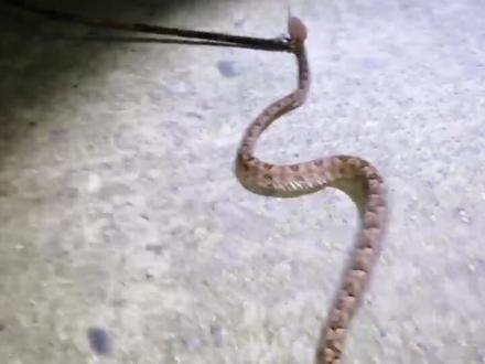 【偶遇】尖鳞原矛头蝮,剧毒