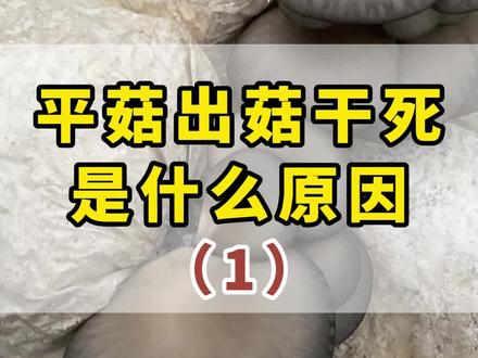 平菇出菇干死,是什么原因?(1)
#平菇 #平菇种植 #保菇王 #三农 #三农种植