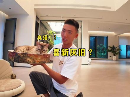 真是喜新厌旧的臭猫! #小锋小志 #猫咪小院 #八条生日