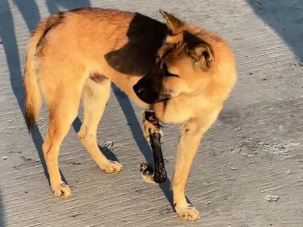 3000万人关注的狗狗后续来了#救助流浪狗