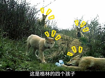 荒野之心,永远自由。 #重返狼群 #影娱漫谈编辑部 #李微漪 #格林