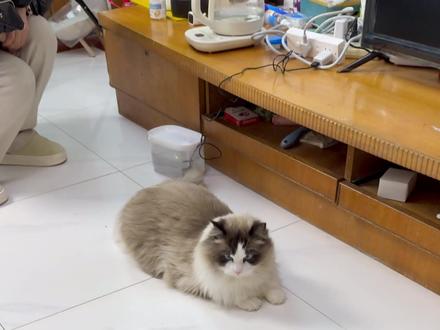 快递纸箱别扔!零成本做猫抓板 #自制猫抓板 #猫抓板 #猫玩具推荐