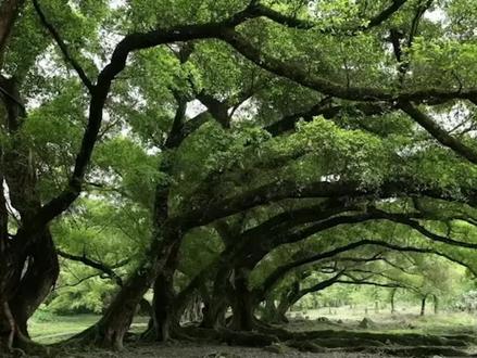 小学语文原创沉浸式导入《鸟的天堂》#教师编制考试 #小学语文公开课
