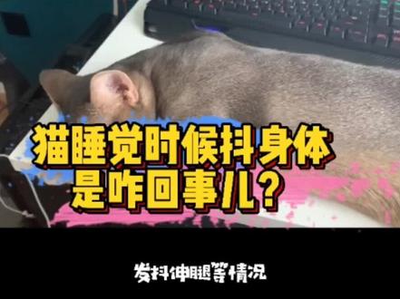 #萌宠 #猫 猫睡觉时抖动身体