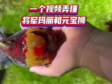 不要再把元宝狮当将军了,玛丽你会区分吗?#将军泰狮#玛丽金鱼 #金鱼 #水族 #新手养鱼