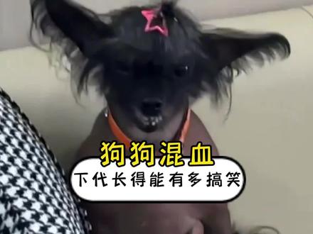 不同品种的狗狗混血生出来的孩子能有多搞笑?#狗狗 #混血 #搞笑