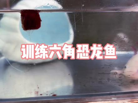 如何激发六角恐龙鱼的狩猎本能
#六角恐龙鱼
