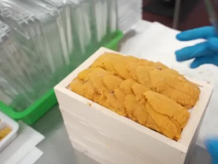 一盘720元人民币,海胆黄色的器官是什么,海胆采集制作过程揭秘 #海胆 #海胆头 #海鲜美食 #潜水