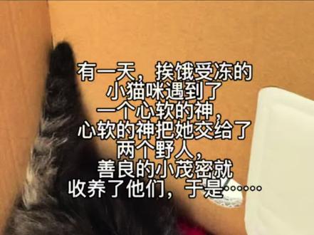 是谁抢到了这么貌美的小丧彪!是我!🥰😍
感谢@童六十 老师给了我们这个机会!会好好养孩子长大的🥰#流浪猫救助 #关注流浪动物 #小奶猫的点点滴滴 #它真的好像个小宝宝 #长毛狸花猫