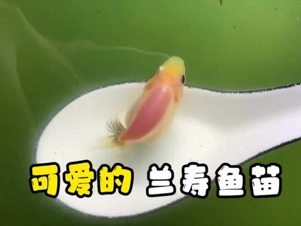 兰寿鱼苗肉嘟嘟的很可爱,分享一下挑苗标准和喂食重点#鱼苗 #兰寿金鱼