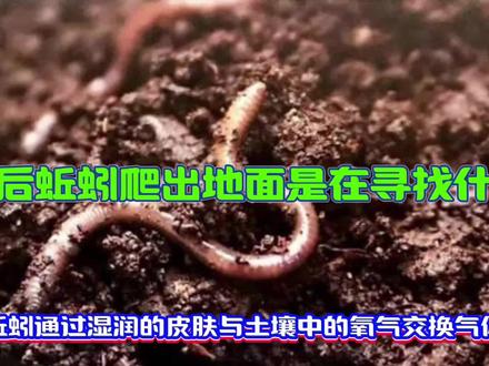 雨后蚯蚓爬出地面是为了寻找什么呢?