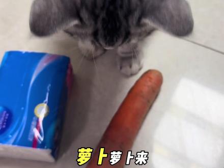 🙃没关系,咱们慢慢来
#萝卜纸巾 #虎斑 #真棒 #萝卜纸巾猫咪模仿挑战 #萌宠认物挑战