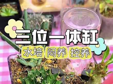 奇奇怪怪的想法又出现了🤔#植物造景微景观 #养花人的乐趣 #仙人球