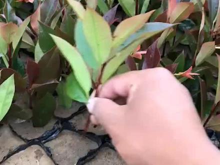 红叶石楠小杯扦插开始