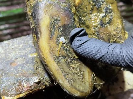 究竟是多长的钉子,让小哥拿出了大钳子#解压 #修牛蹄