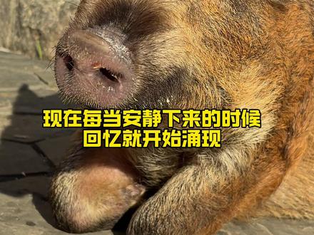 佩奇跟大家道个别,感谢各位的牵挂 衷心感谢,辜负了大家的期望#宠物去世 #海外拍摄