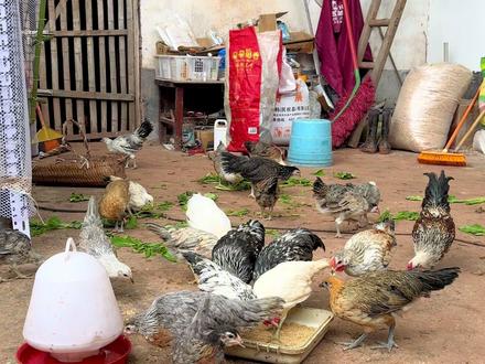 大家一直问的怎么孵化鹊山,直接出一期视频统一说吧,仅是个人经验#分享养鸡经验