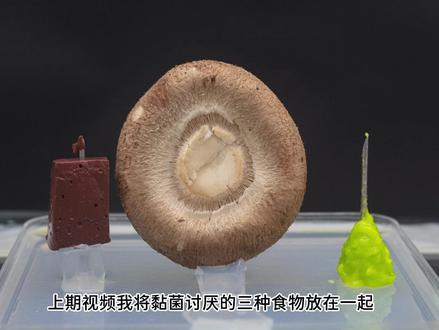 在蘑菇上面抹芥末和猪血,黏菌还吃吗? #啥啥都收旧是全面 #爱回收